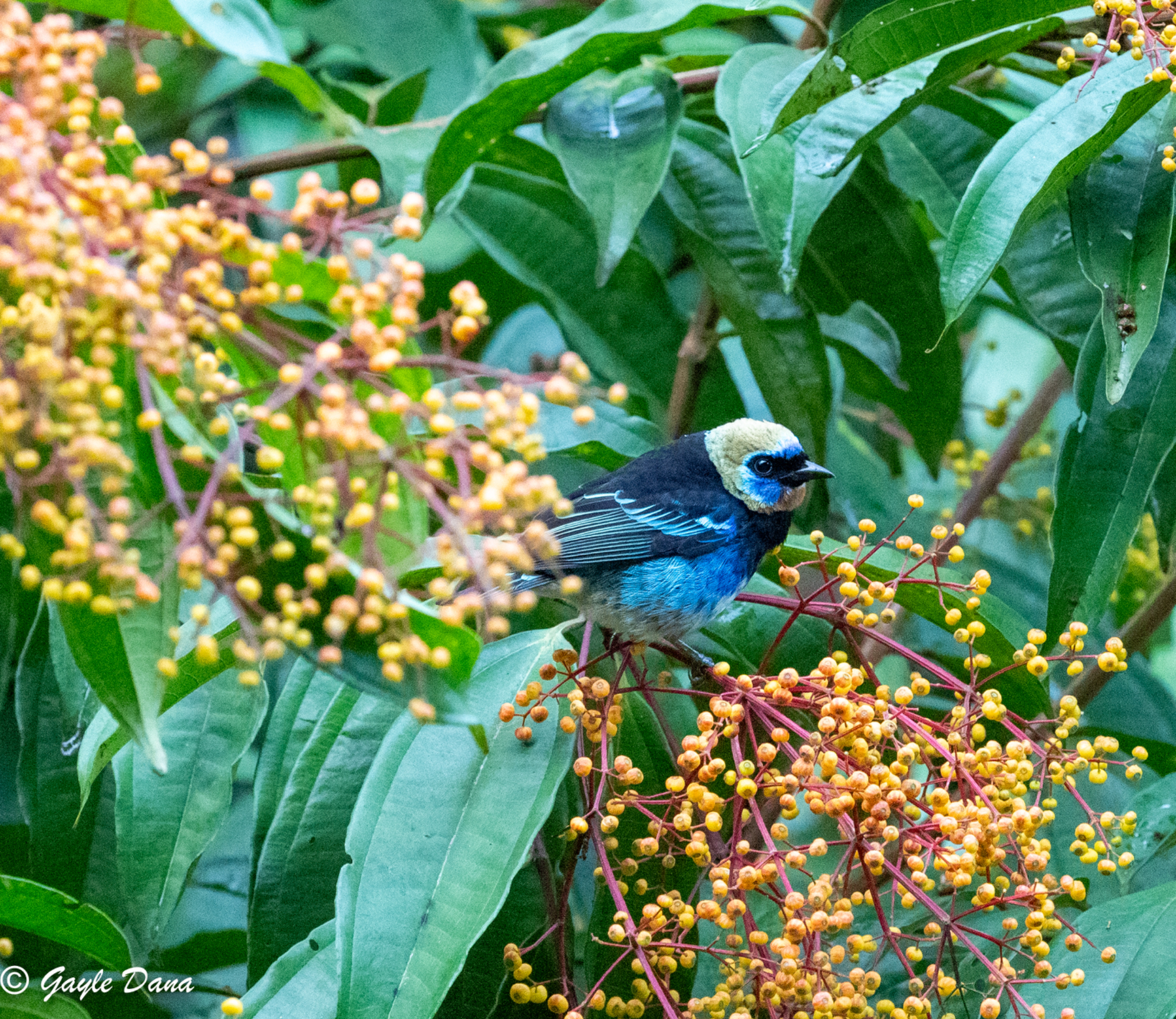 Golden hooded Tanager
